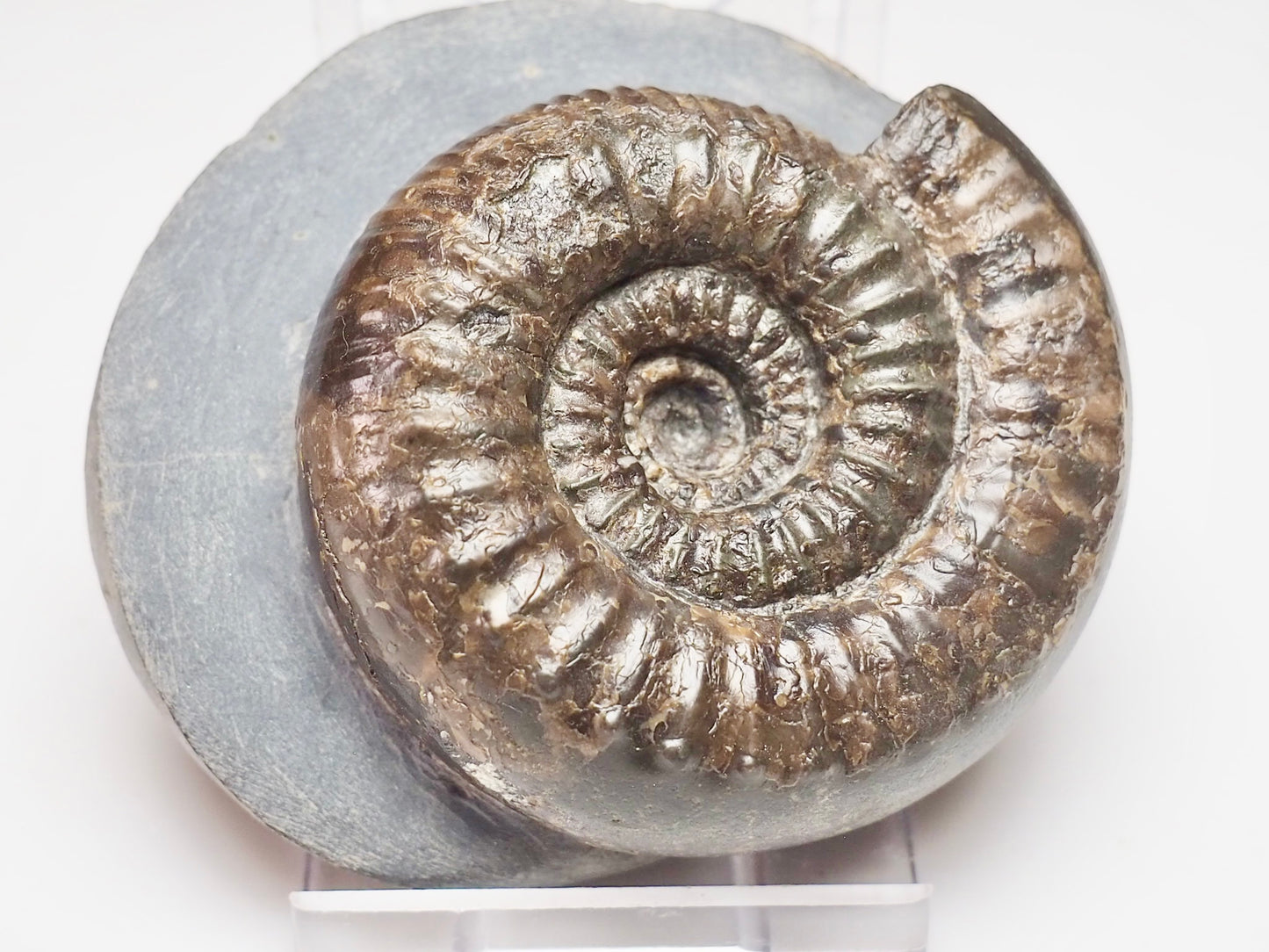 Catacoeloceras dumortieri