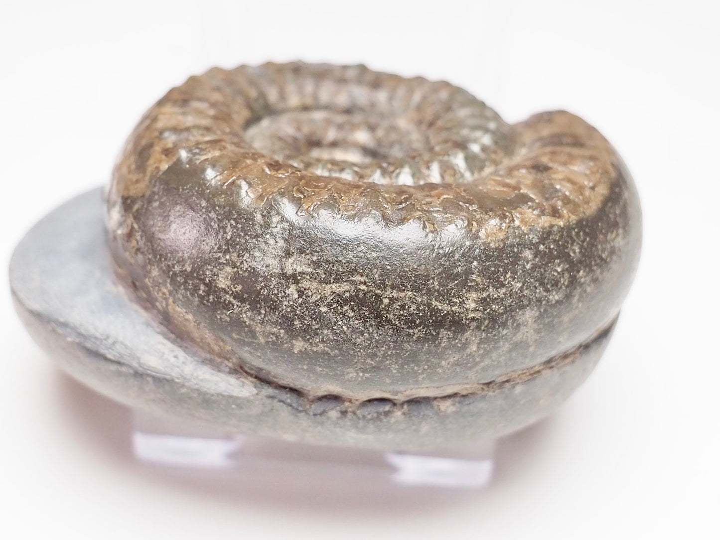 Catacoeloceras dumortieri