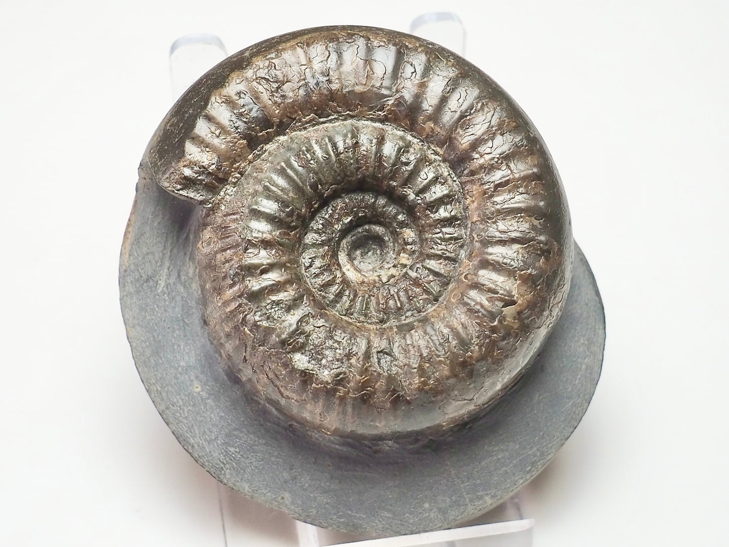 Catacoeloceras dumortieri