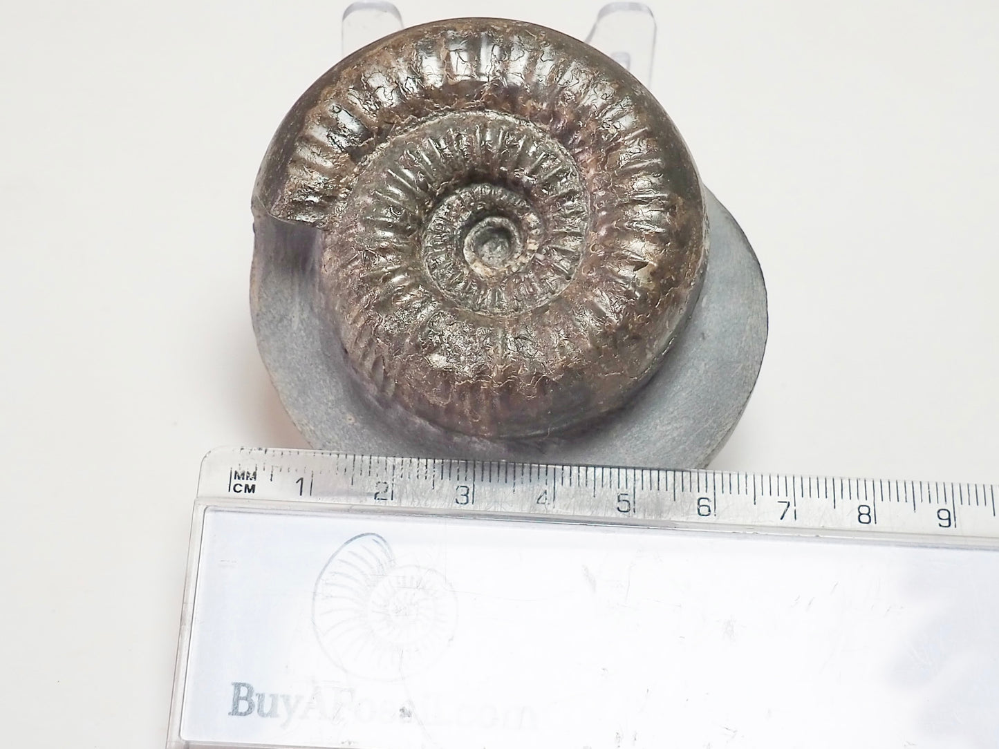 Catacoeloceras dumortieri
