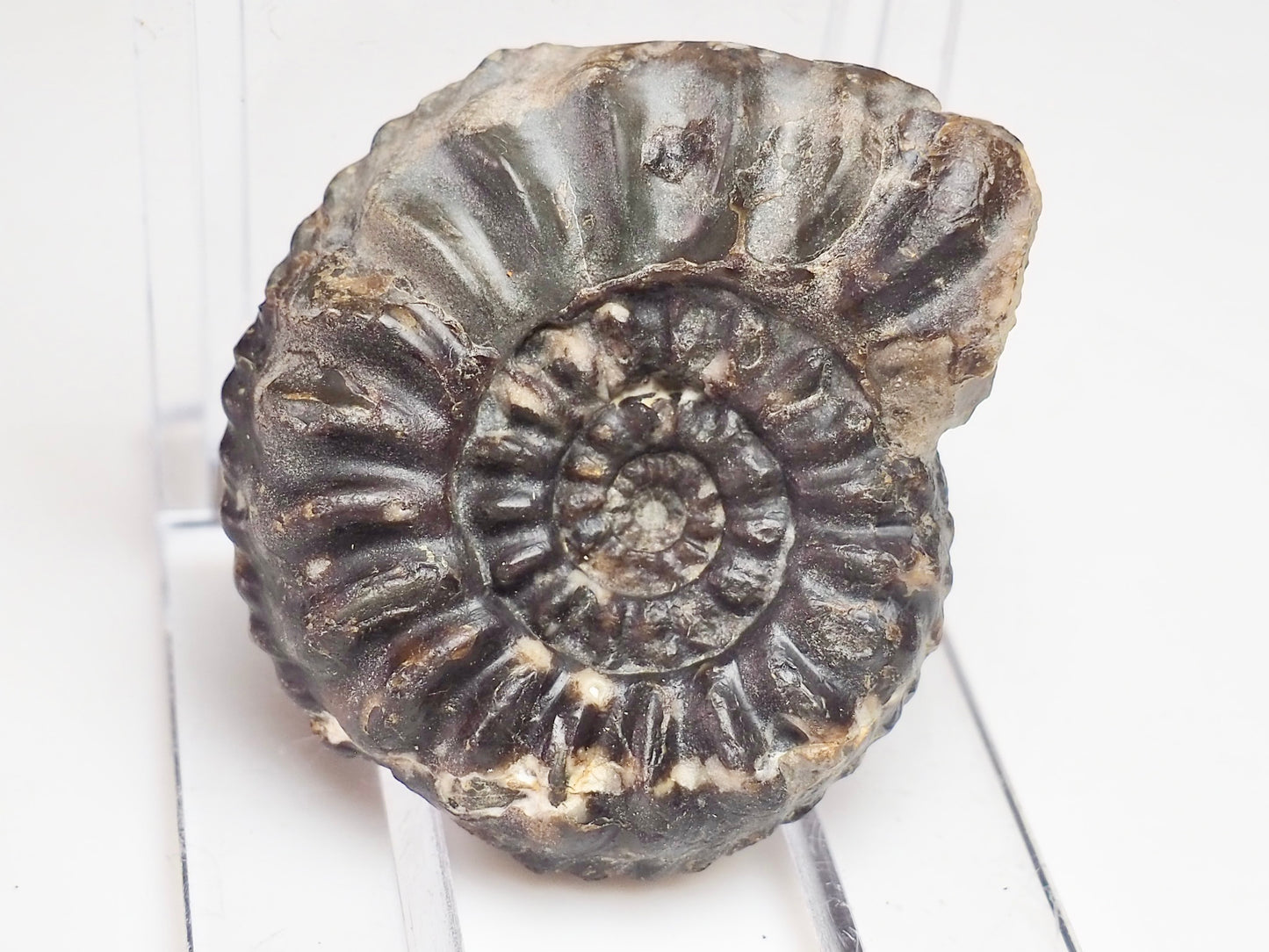 Amaltheus