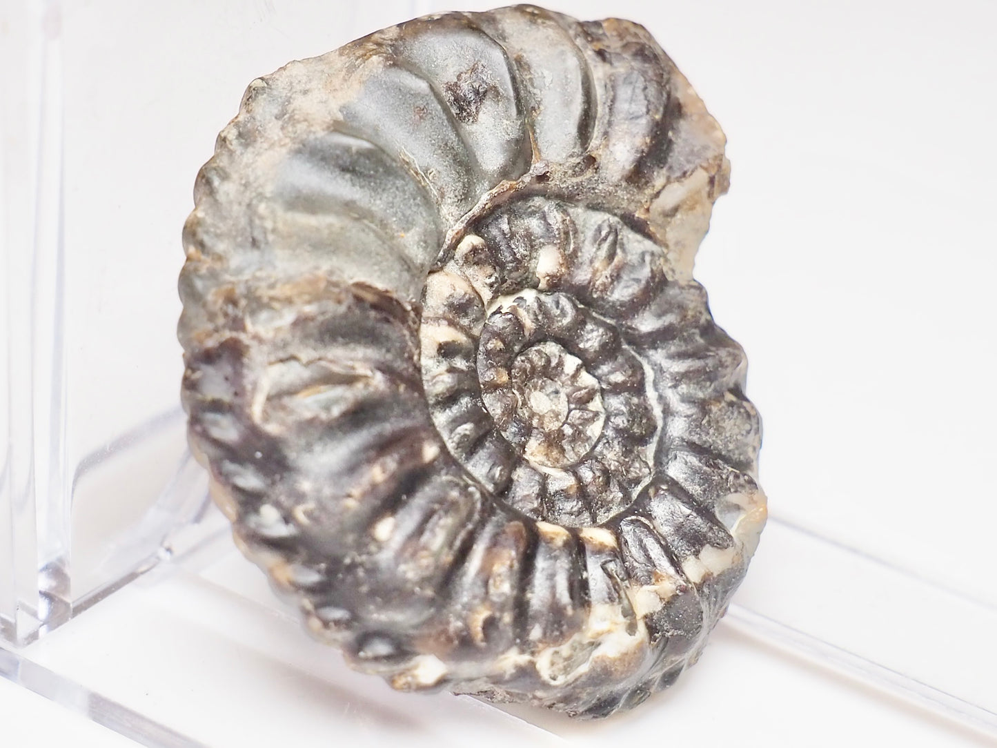 Amaltheus