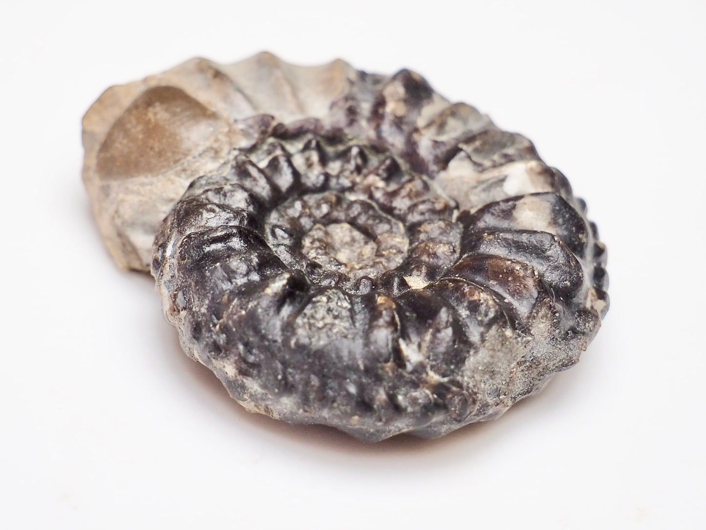 Amaltheus