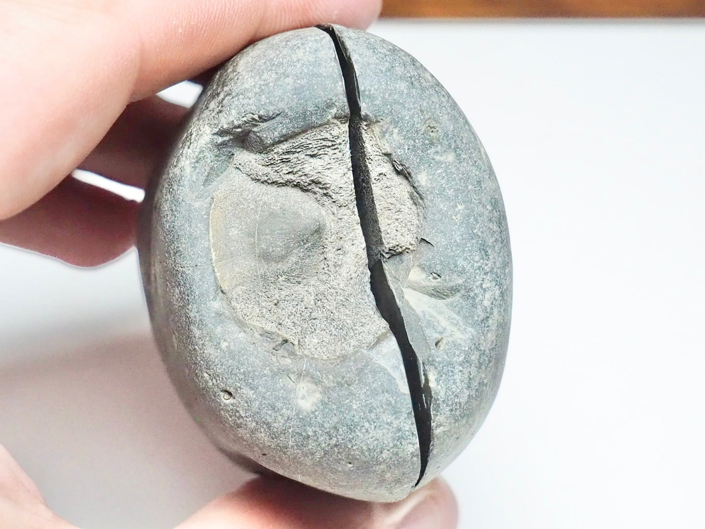 Ichthyosaur Vert String