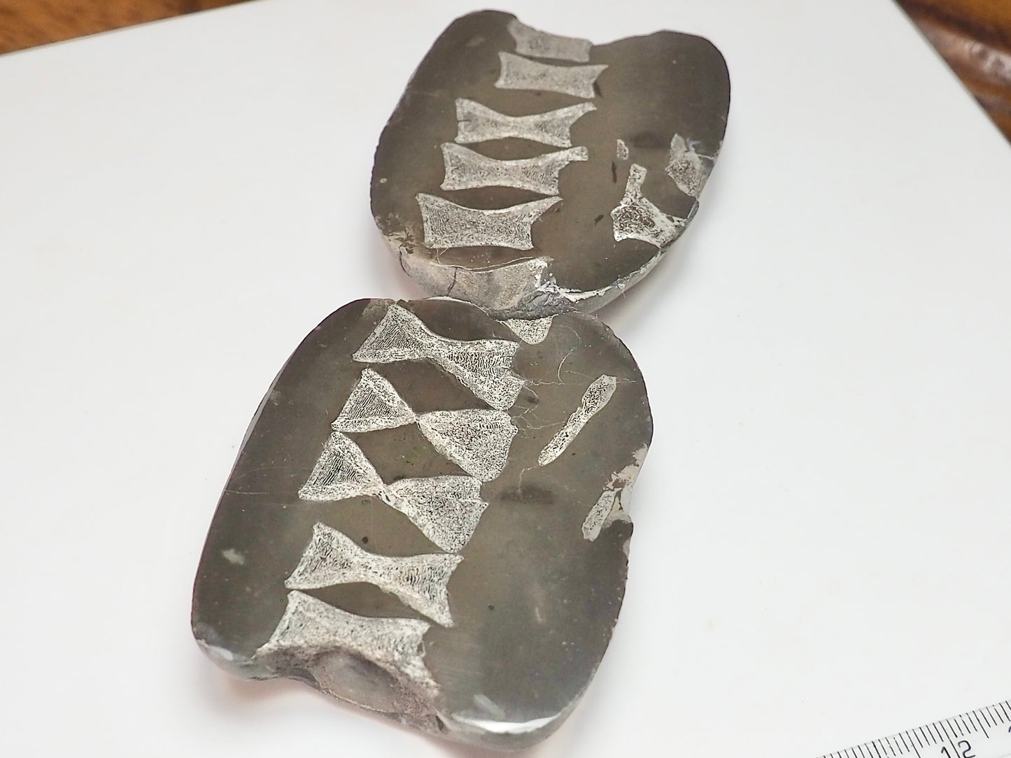 Ichthyosaur Vert String