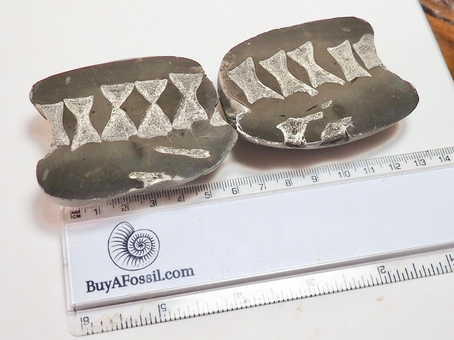 Ichthyosaur Vert String
