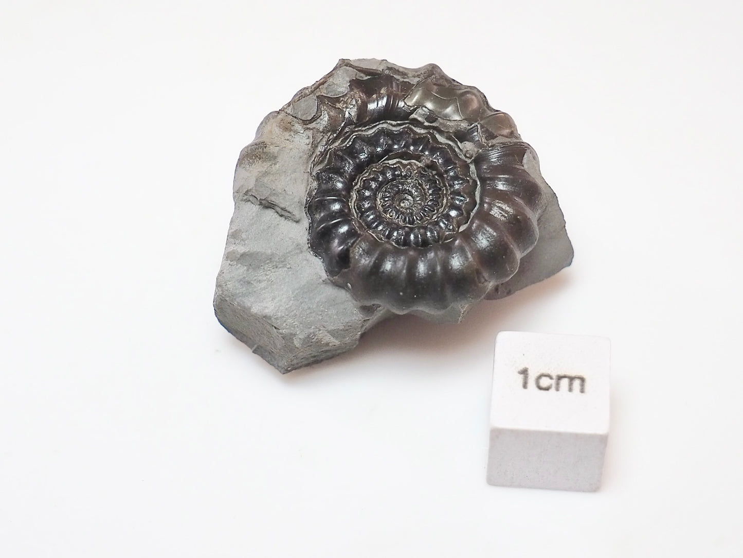 Rare Gagaticeras Ammonite – 200 Million Year Old Yorkshire Fossil