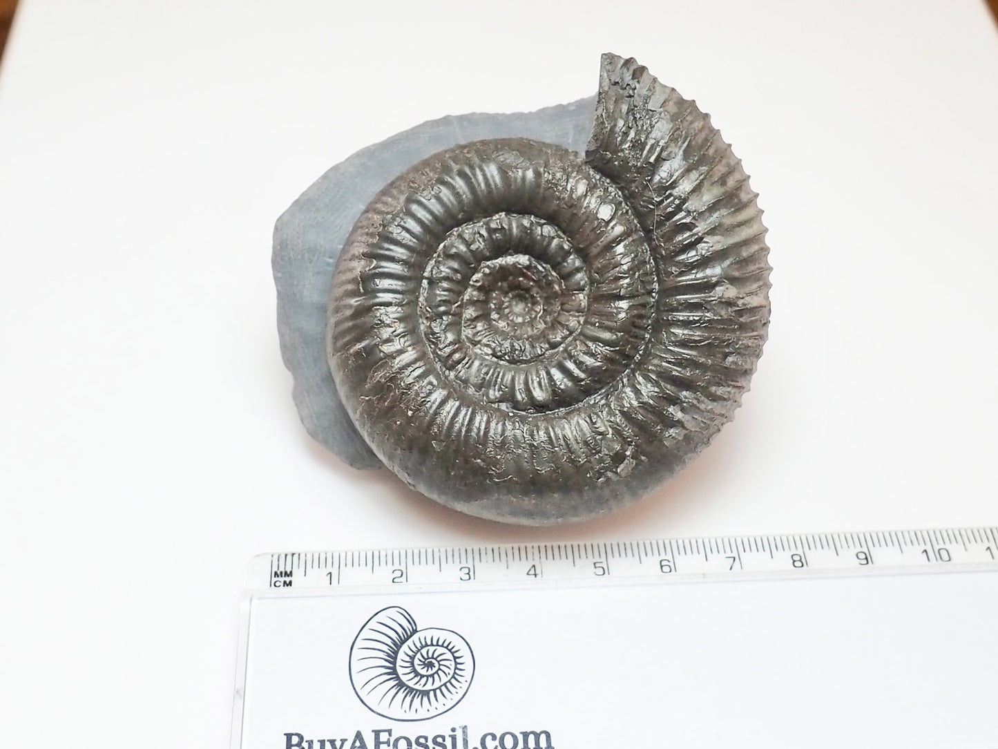 Peronoceras perarmatum Ammonite – Upper Lias Fossil from Yorkshire