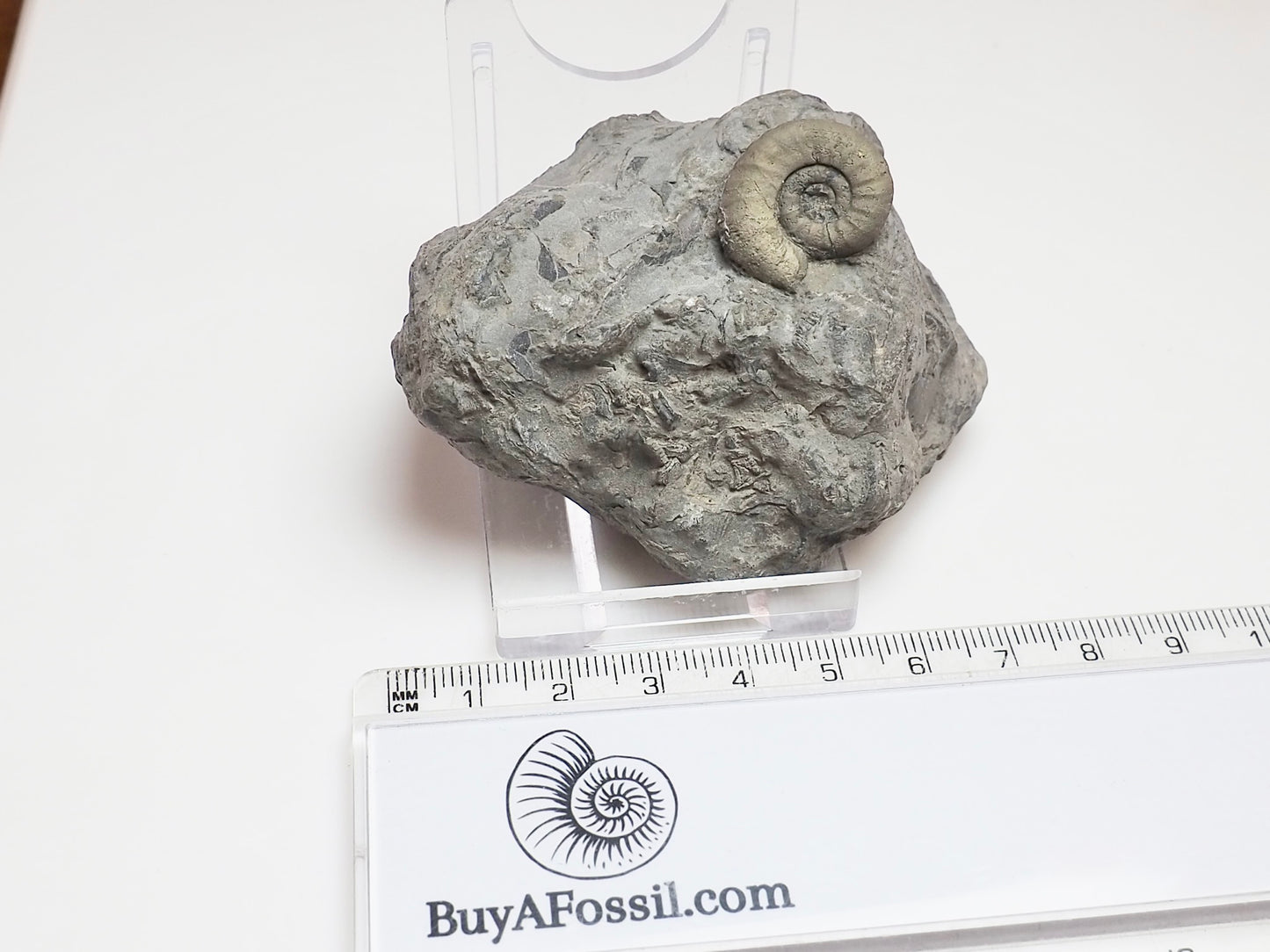 Rare Leptechioceras macdonelli Ammonite – 200 Million Year Old Jurassic Fossil