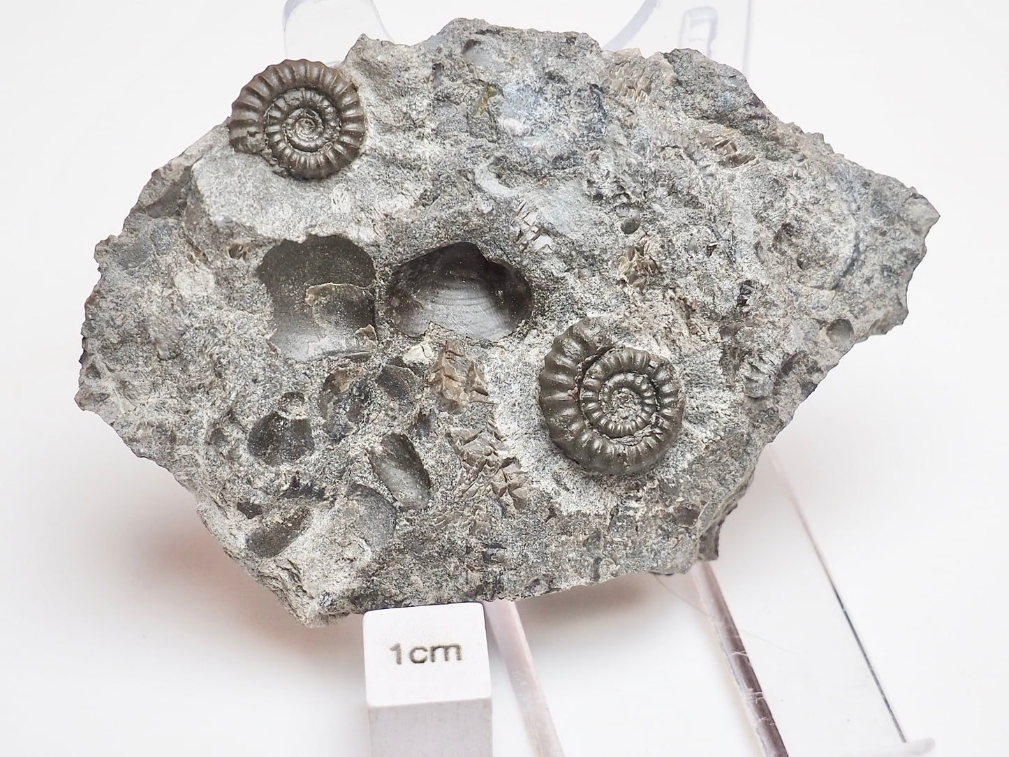 Rare Double Bifericeras Ammonites – Lower Lias Fossil from Robin Hood's Bay