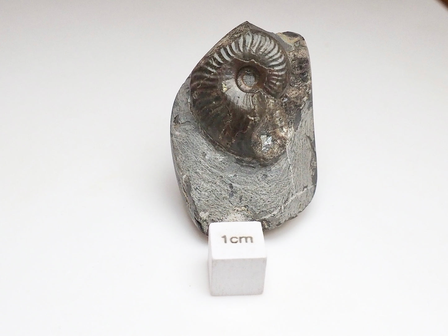 Small Eleganticeras Ammonite Fossil – Yorkshire Coast Jurassic Fossil