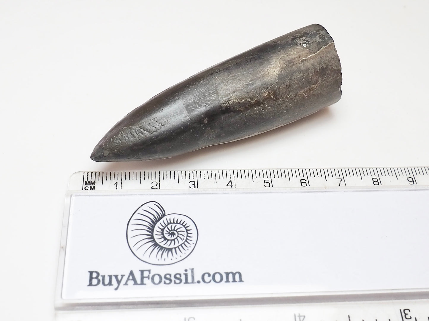 Large Jurassic Belemnite Fossil – Genuine Yorkshire Coast Specimen