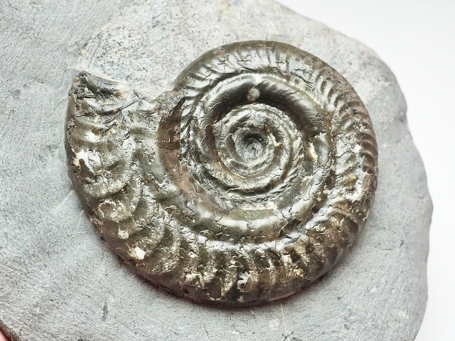 Hildoceras Ammonite Prepared from a Nodule – Jurassic Fossil for Sale