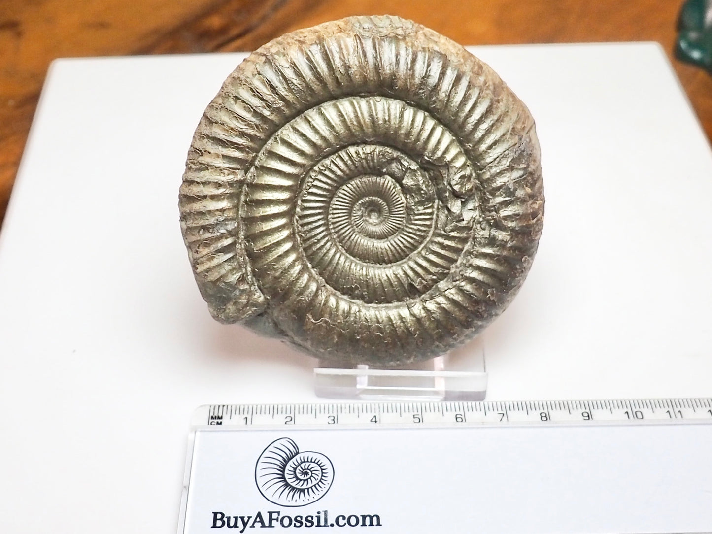 Large Jurassic Dactylioceras Ammonite Fossil for Sale