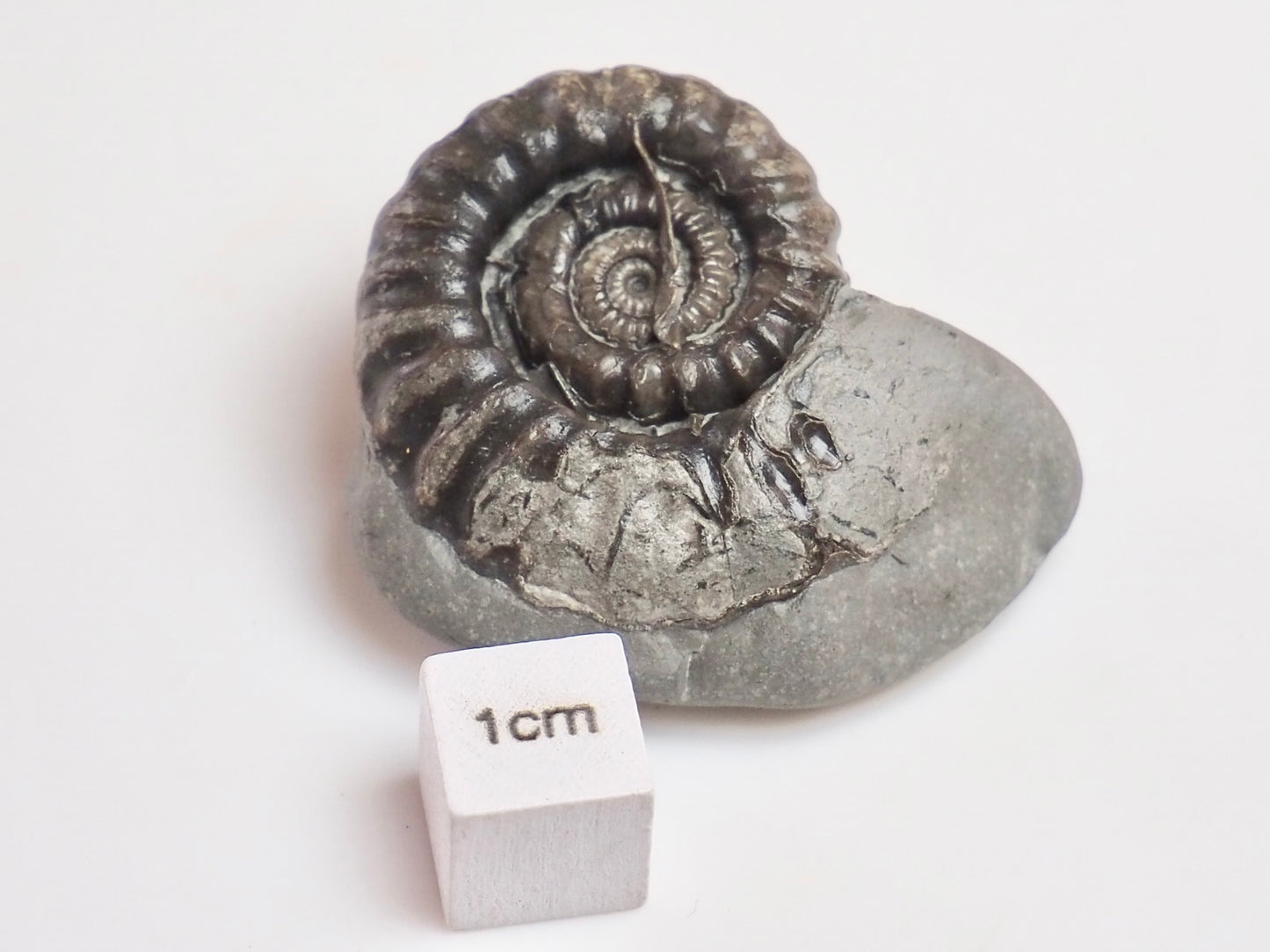 200 Million Year Old Gagaticeras Ammonite – Early Jurassic Fossil