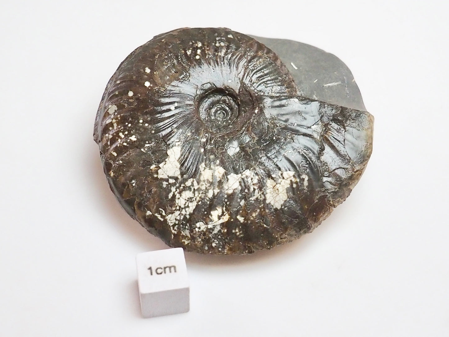 Pseudolioceras Ammonite Fossil for Sale – Yorkshire Jurassic Discovery