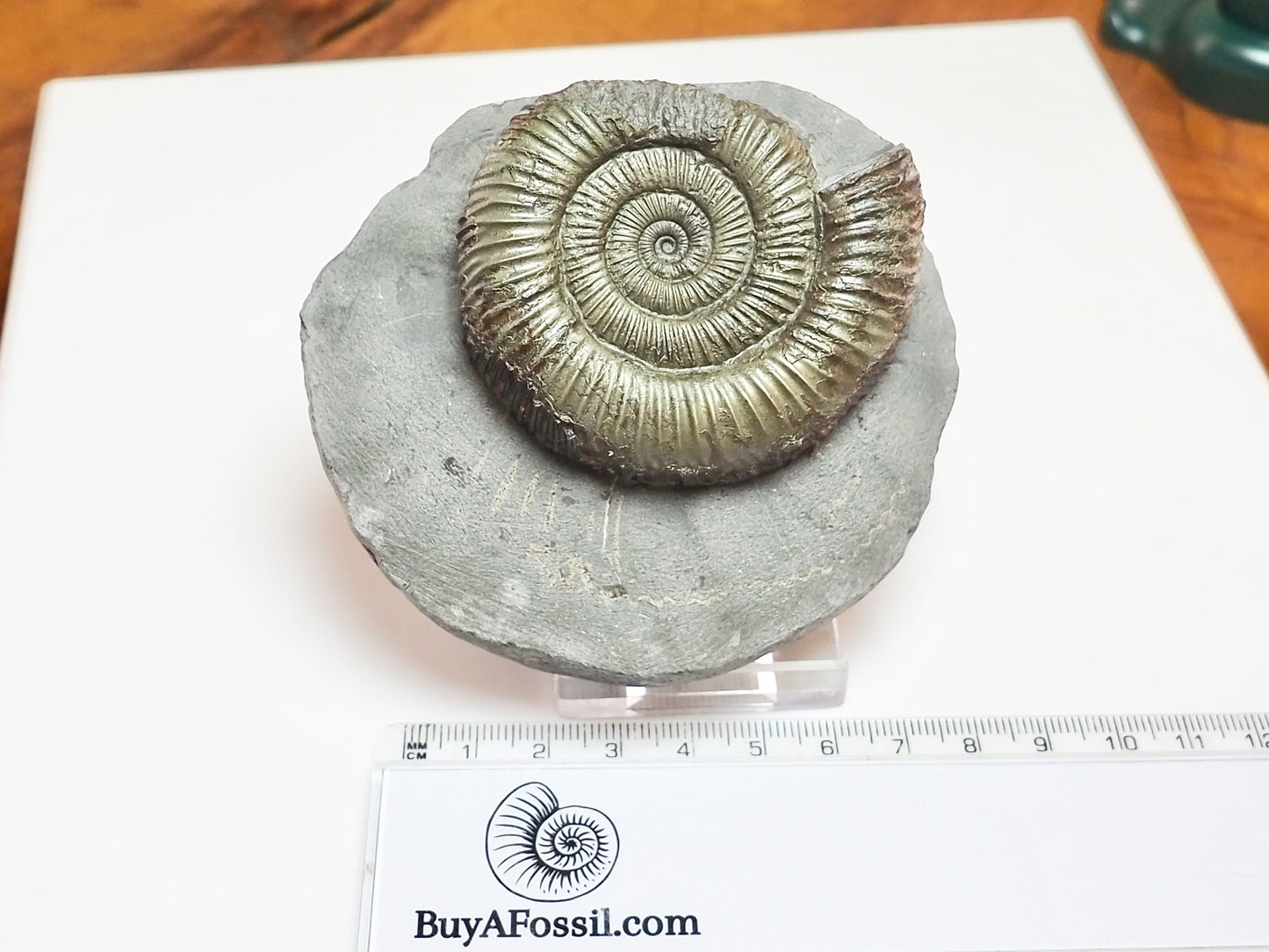 Classic Dactylioceras Ammonite – Yorkshire Coast Find