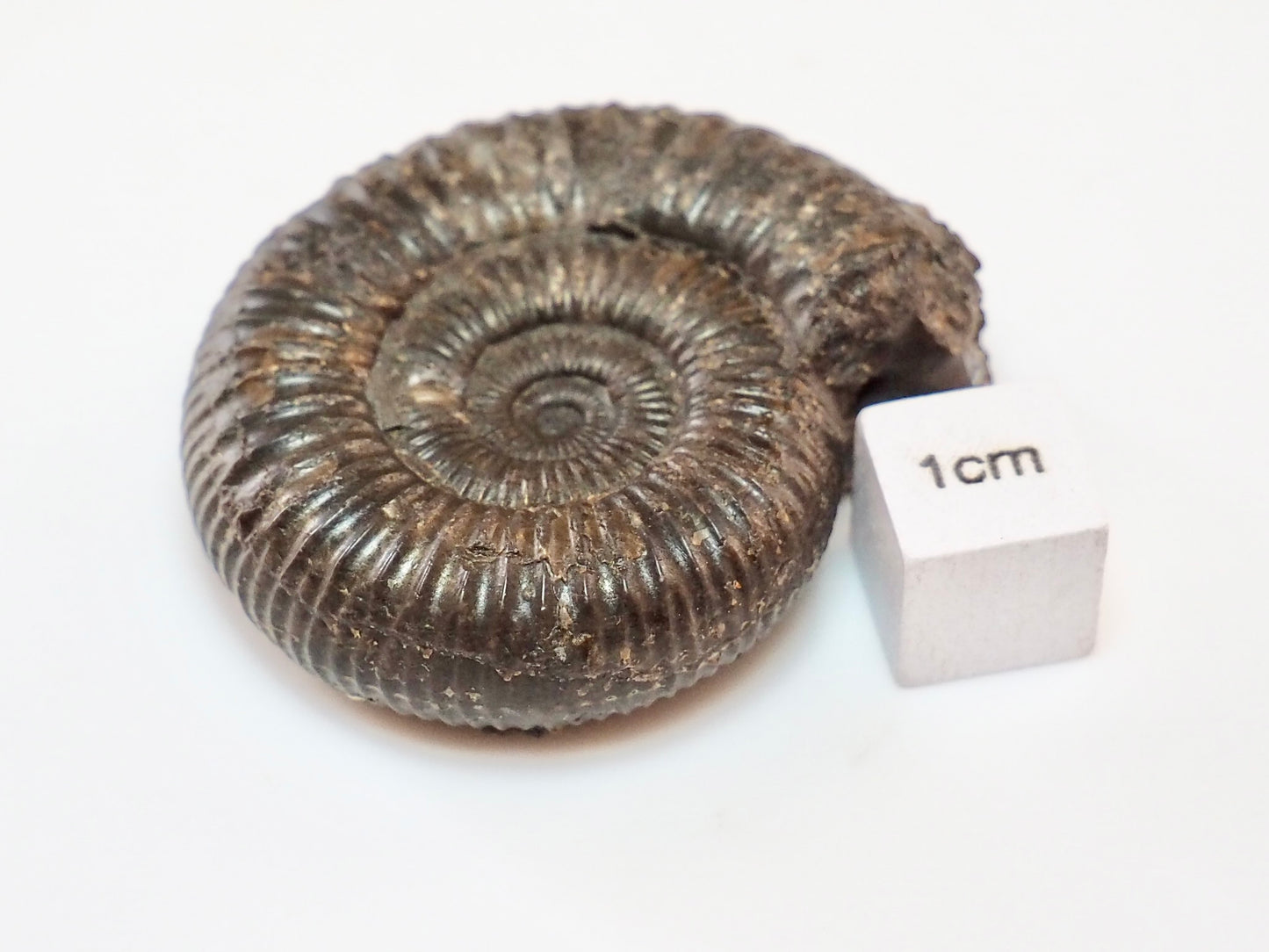 Perfect Centre Matrix-Free Dactylioceras – Whitby Jurassic Ammonite
