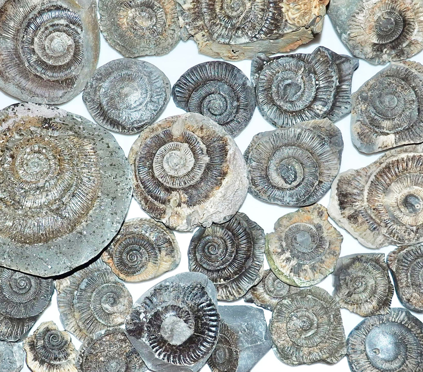 Create Your Own Fossil Box