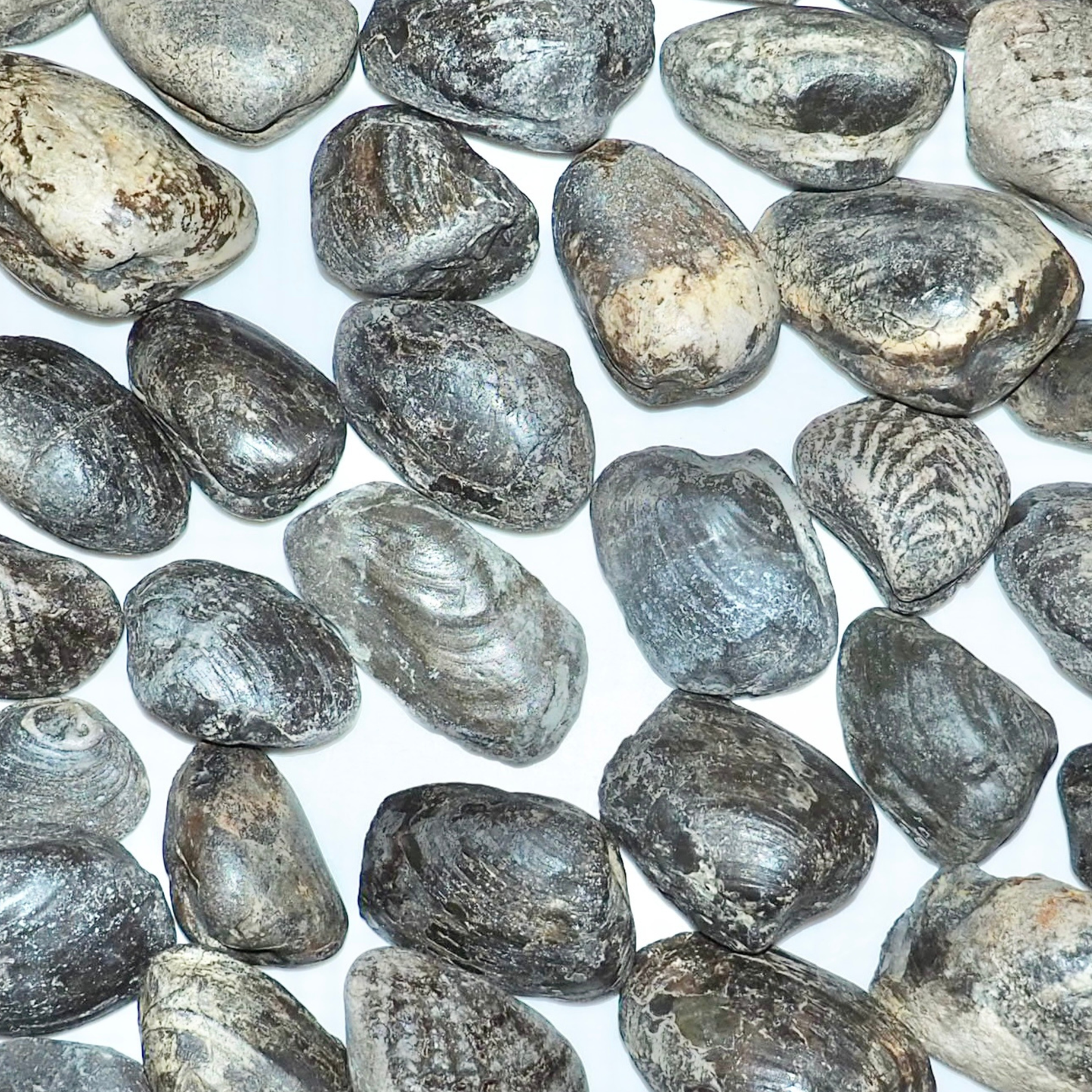 Create Your Own Fossil Box