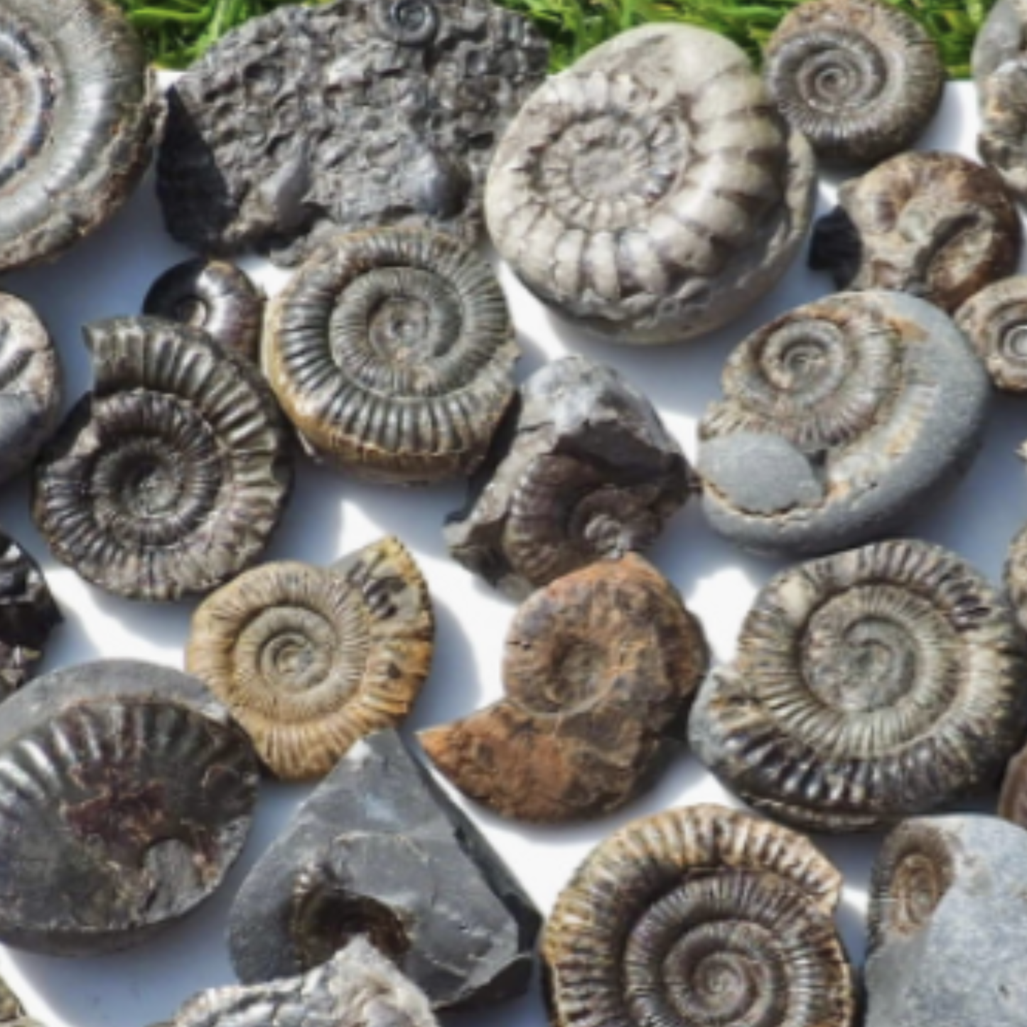 Create Your Own Fossil Box