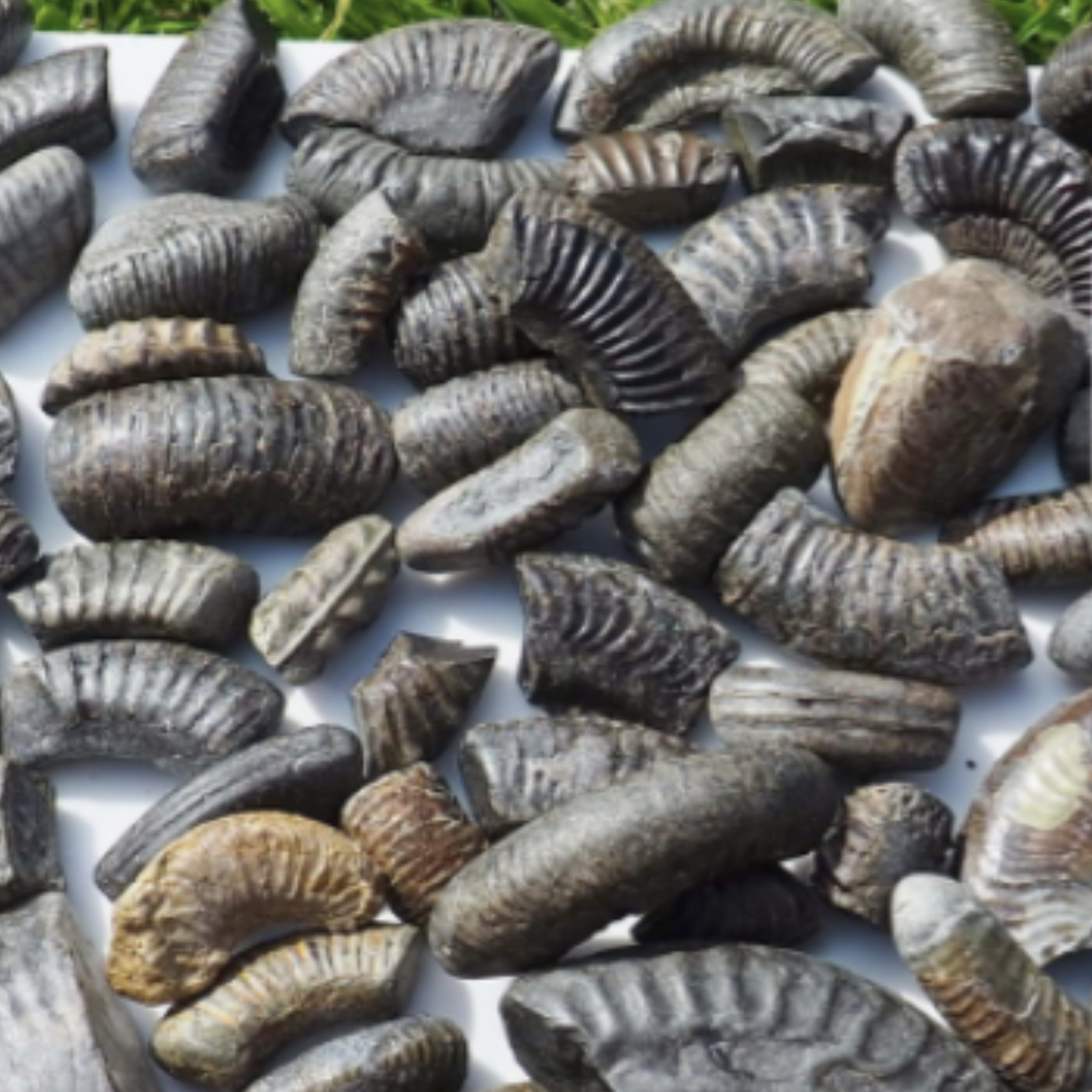 Create Your Own Fossil Box