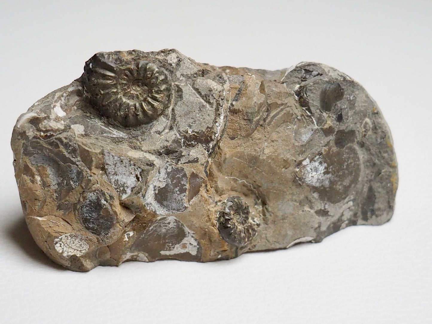 Amaltheus Subnodosus