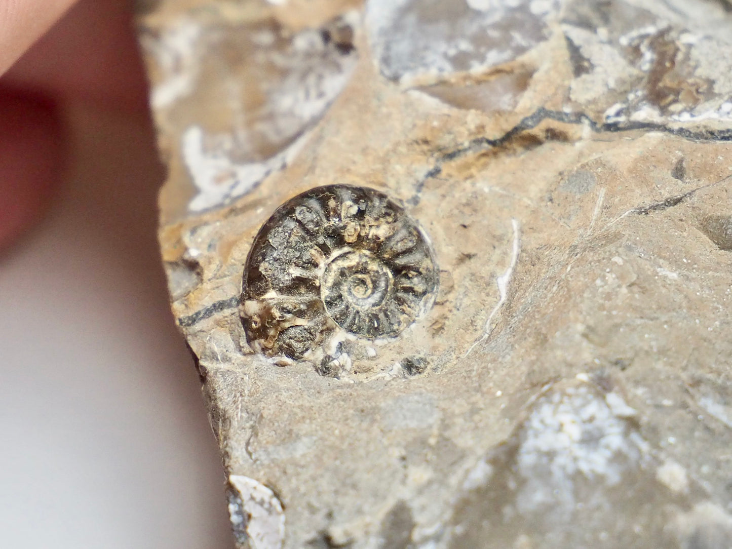 Amaltheus Subnodosus
