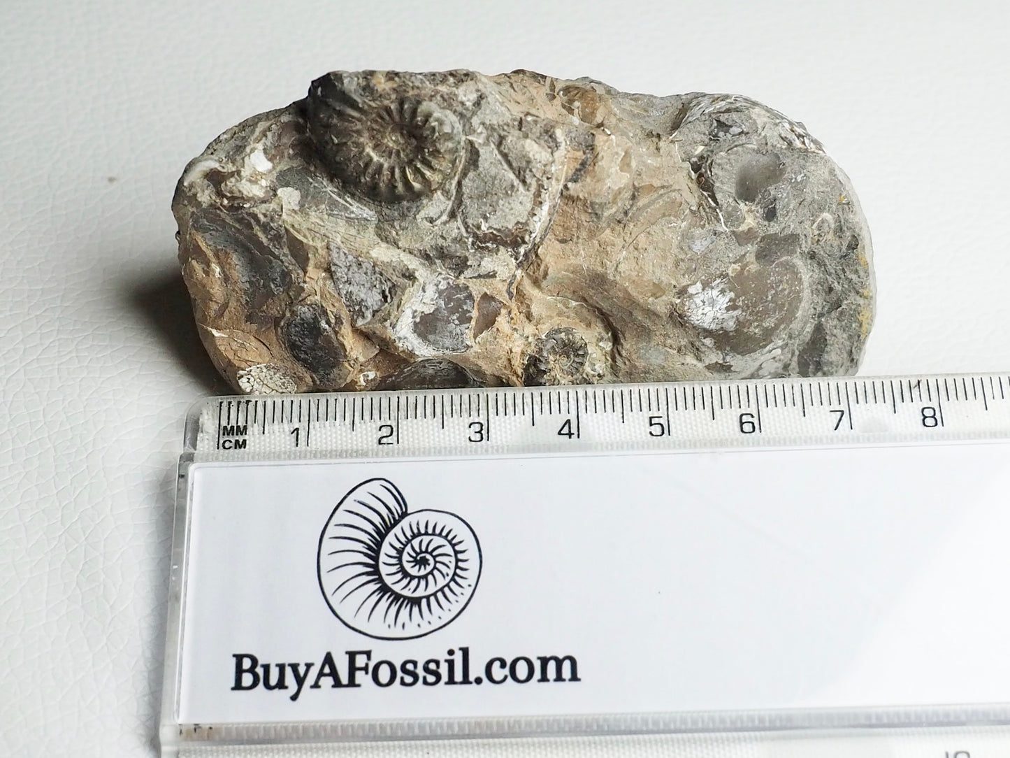 Amaltheus Subnodosus