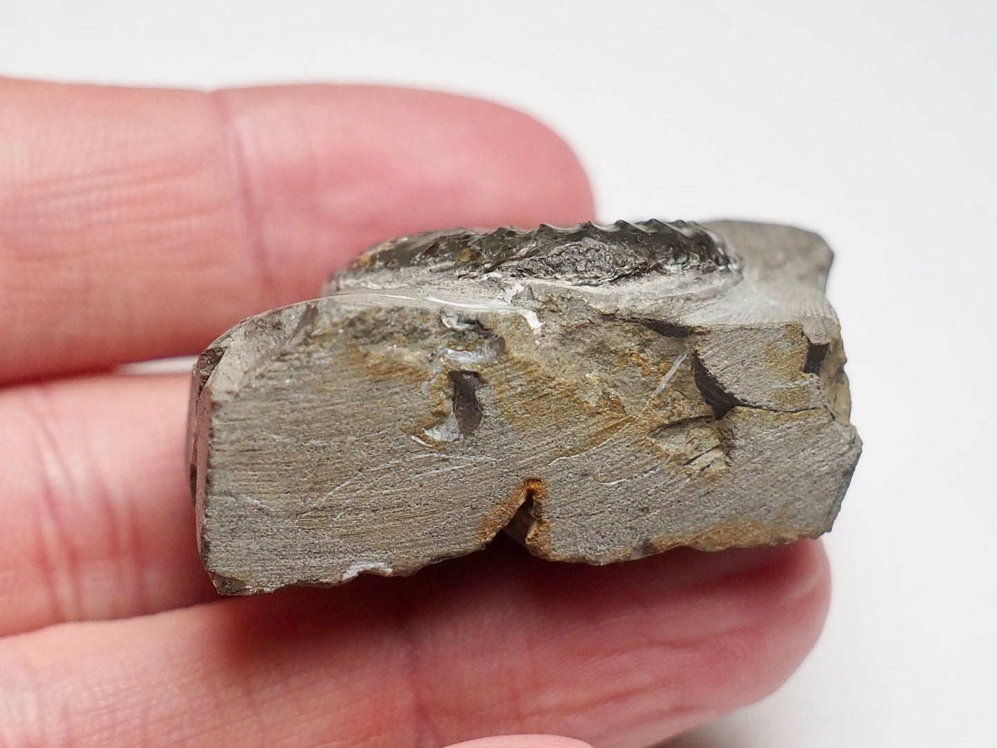 Amaltheus Subnodosus Ammonite CutBase