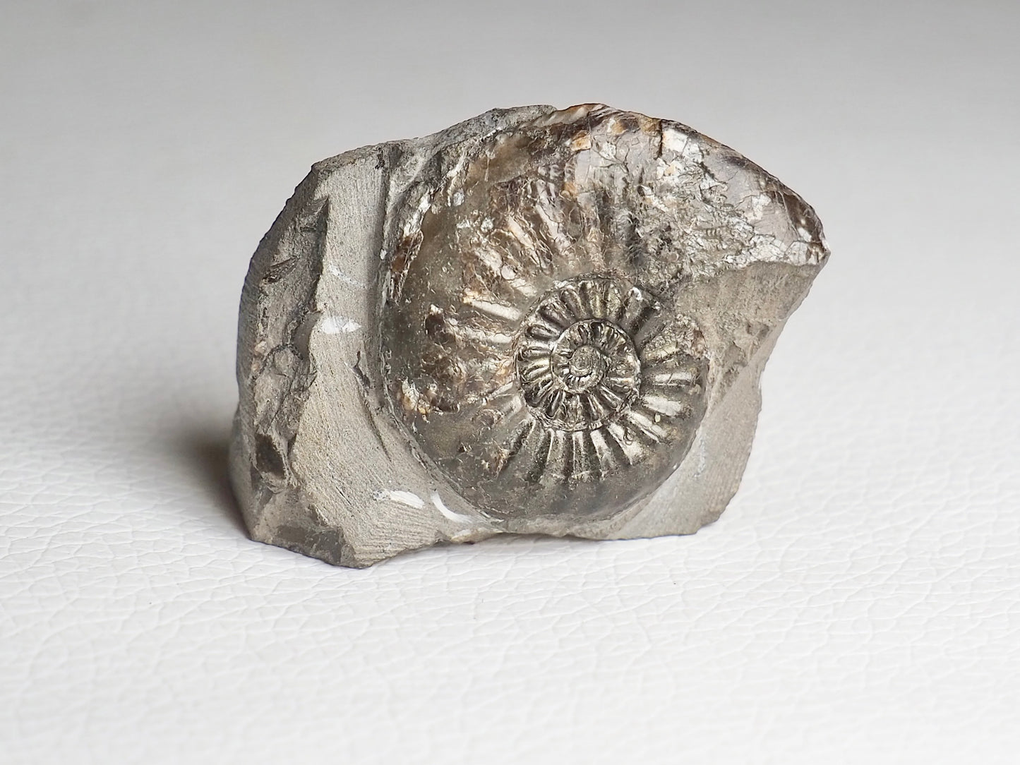 Amaltheus Subnodosus Ammonite CutBase