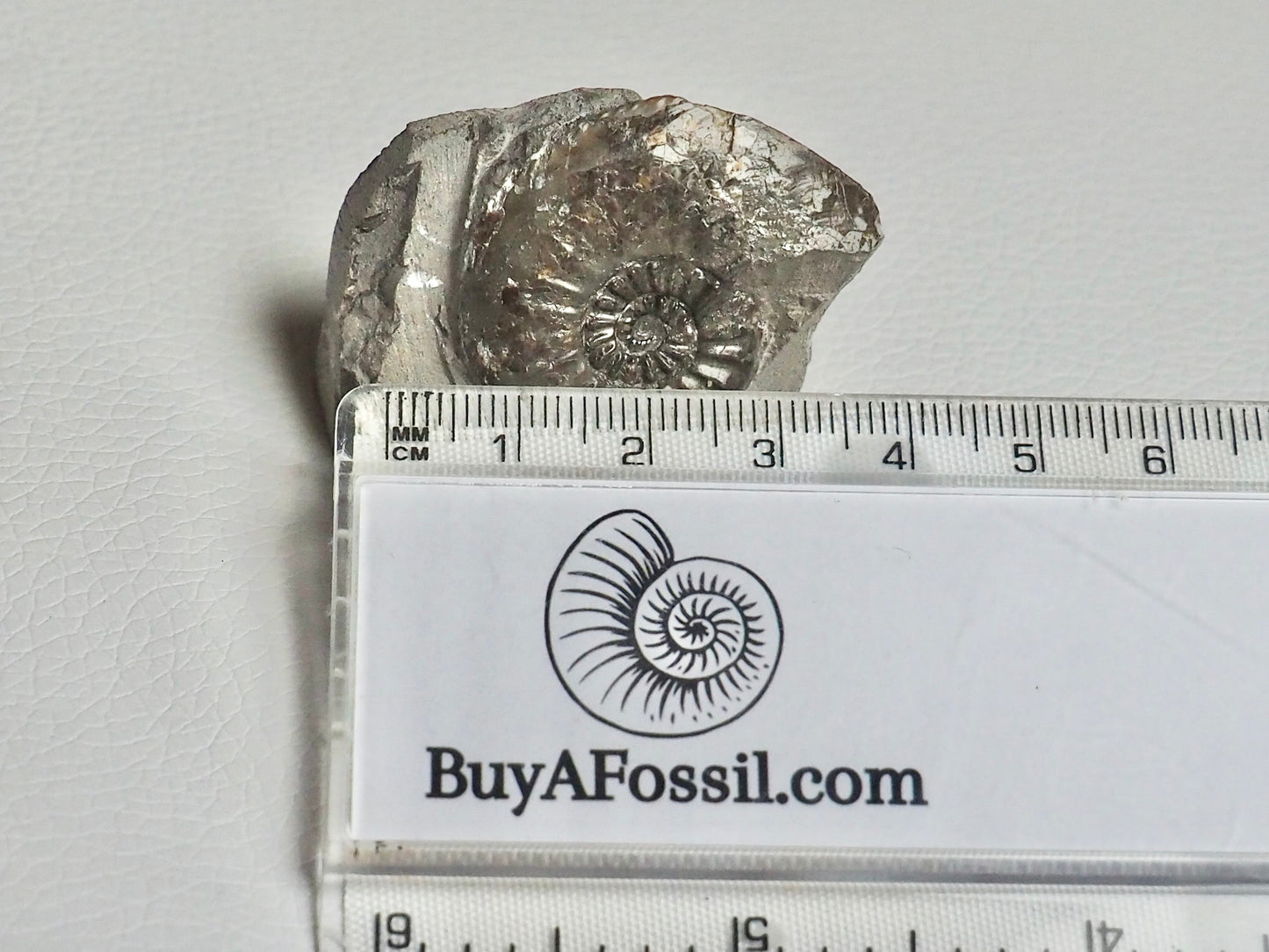Amaltheus Subnodosus Ammonite CutBase