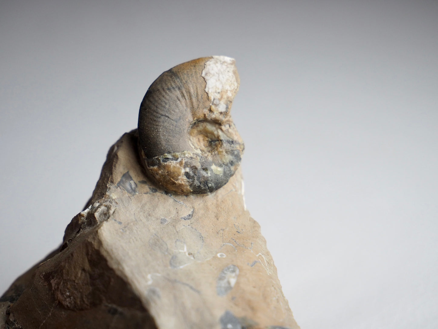 Amauroceras Lenticulare