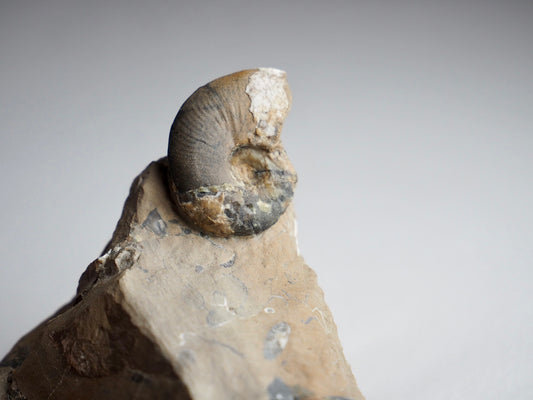 Amauroceras Lenticulare
