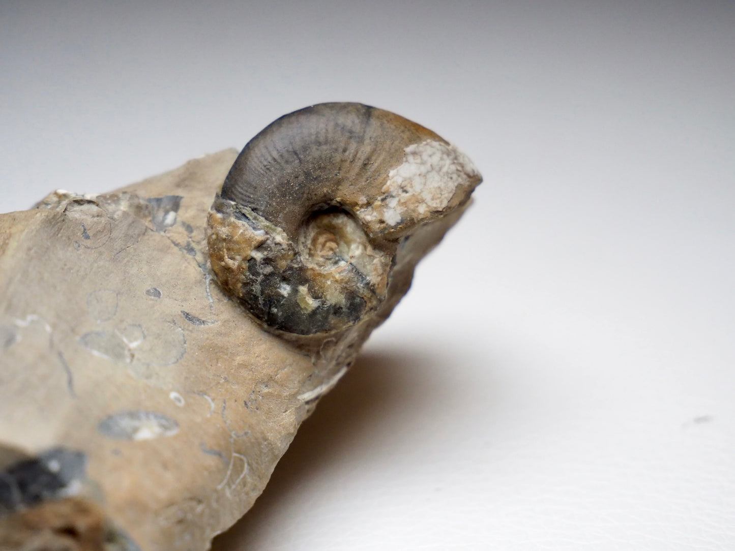 Amauroceras Lenticulare