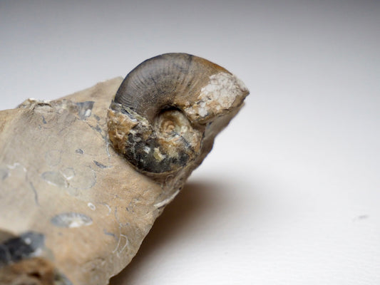 Amauroceras Lenticulare