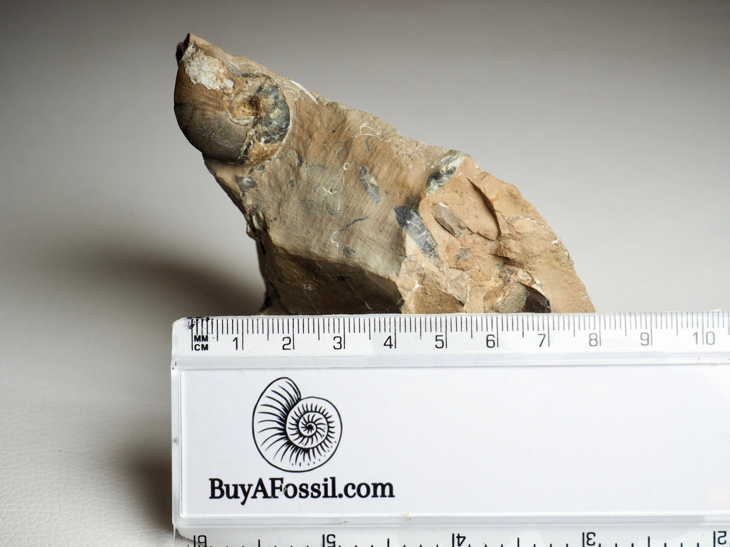 Amauroceras Lenticulare