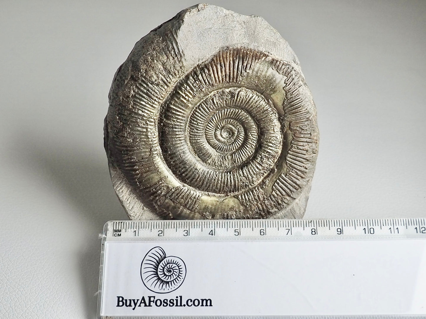 Large Dactylioceras Tenuicostatum Top Quality
