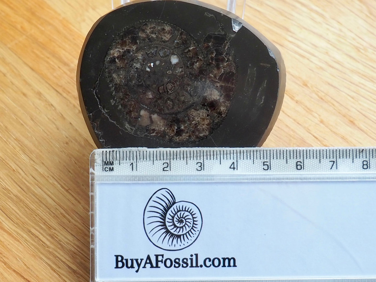 Cut and Polished Ammonite - Pick N Mix