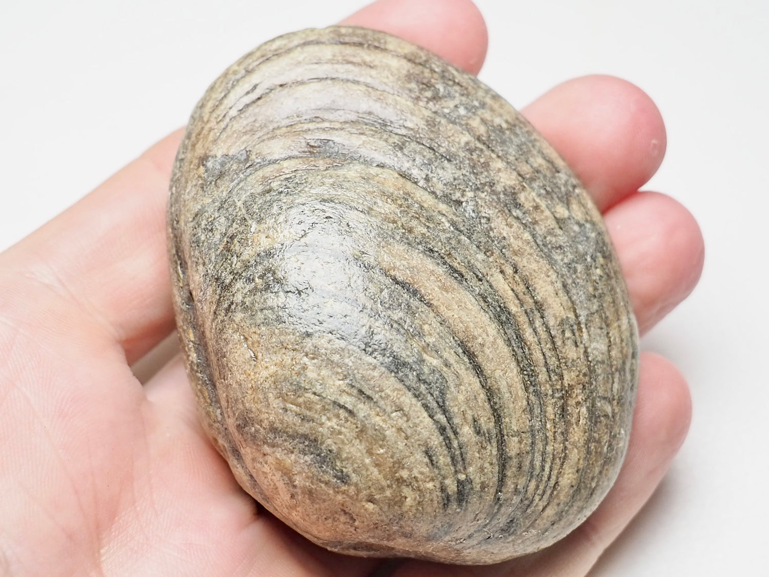 Jurassic Bivalve Fossils – Whitby Yorkshire Coast Fossil Shells