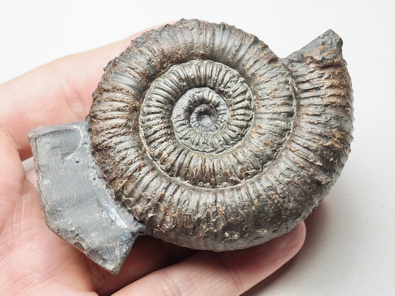 Porpoceras Ammonite Fossils – Whitby Yorkshire Coast Jurassic Ammonites