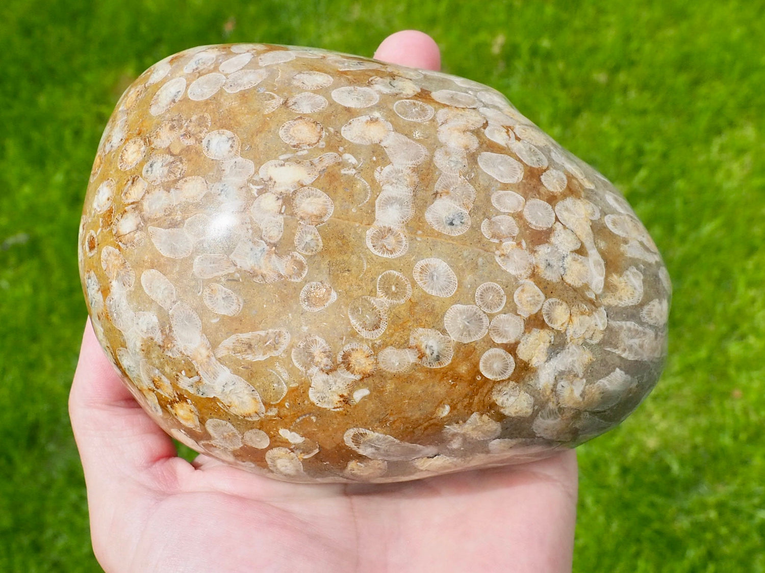 Jurassic Coral Fossils – Whitby Yorkshire Coast Fossil Coral