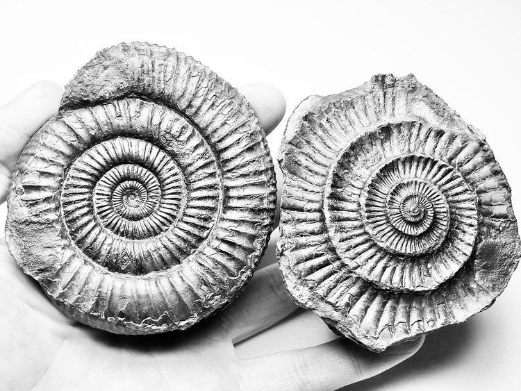 Split Ammonites (POS/NEG)