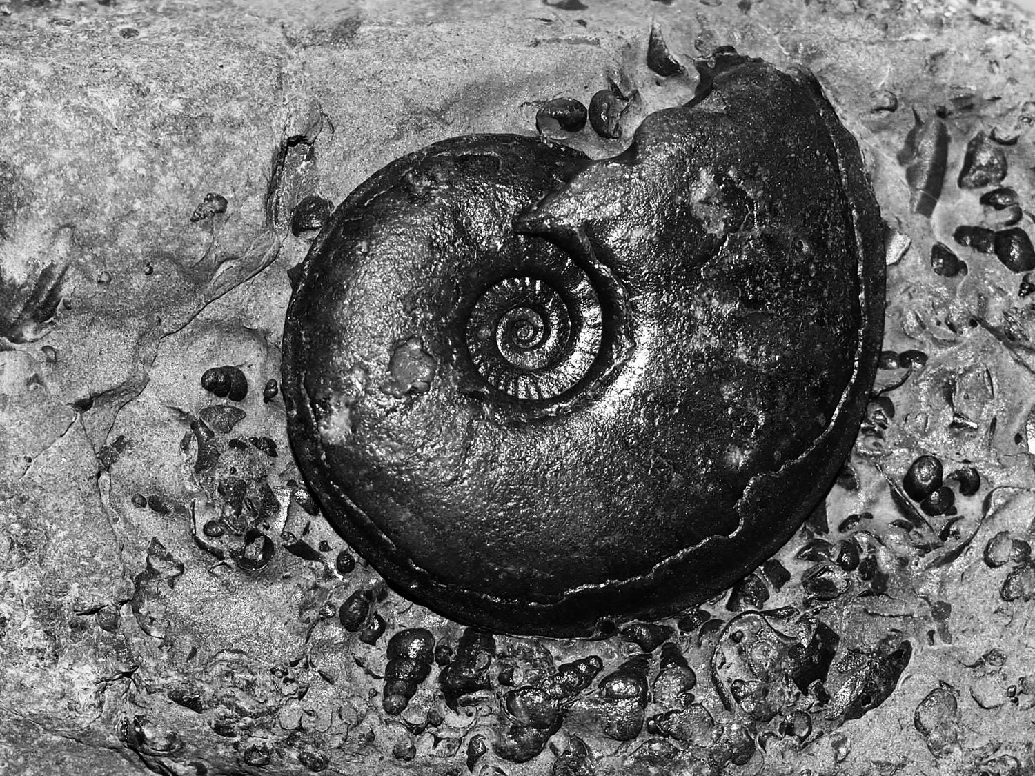 Oxynoticeras Ammonite Fossil – Whitby Yorkshire Coast – Jurassic