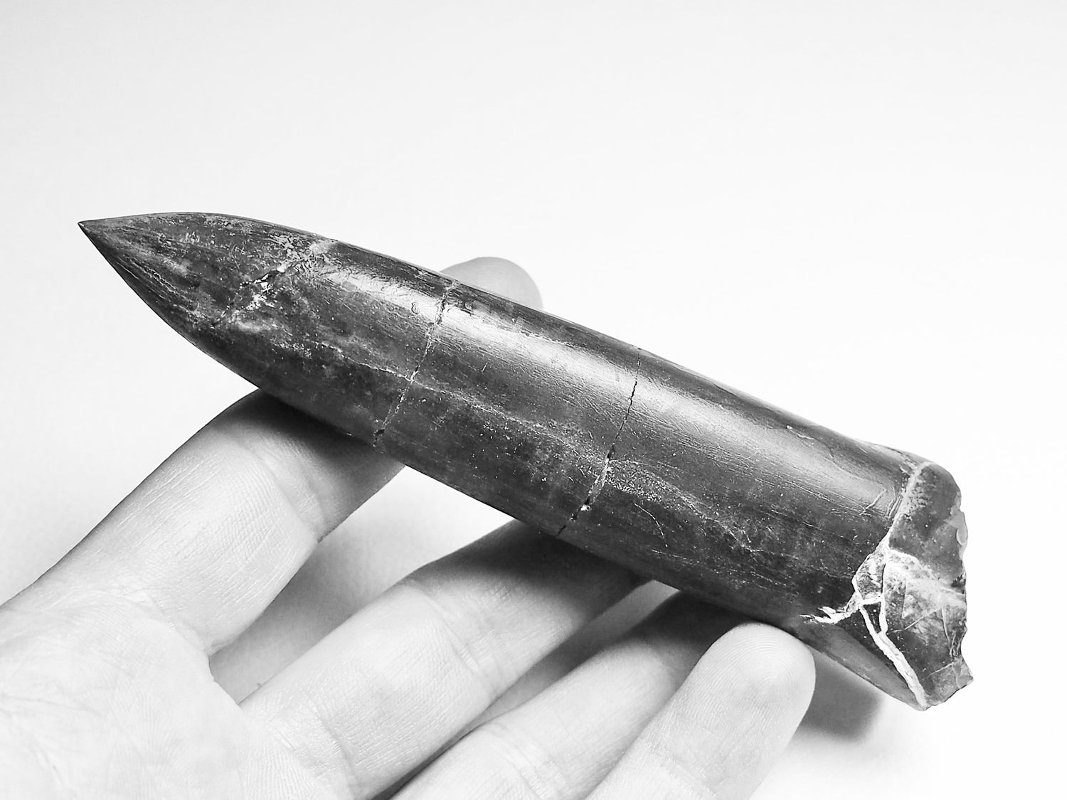 Jurassic Belemnite Fossils – Whitby Yorkshire Coast Fossil Squid