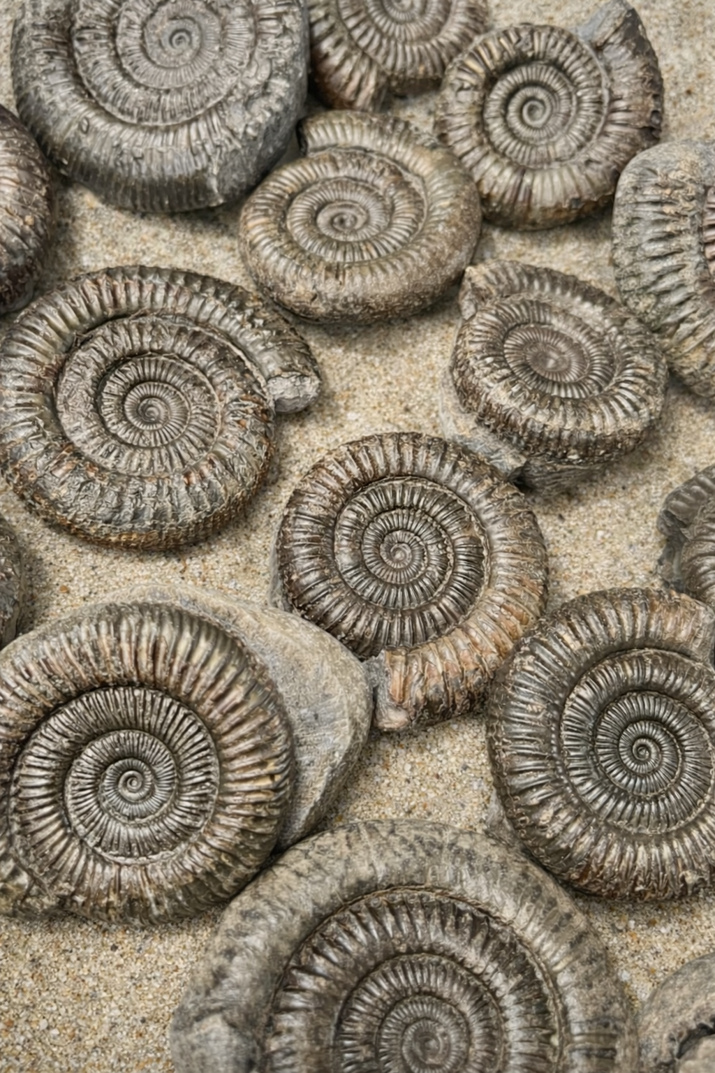 Whitby Ammonite Fossils for Sale – Yorkshire Coast Jurassic Ammonites
