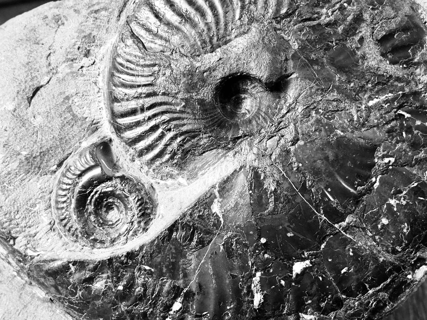 Pseudolioceras Ammonite Fossils – Whitby Yorkshire Coast Jurassic Ammonites