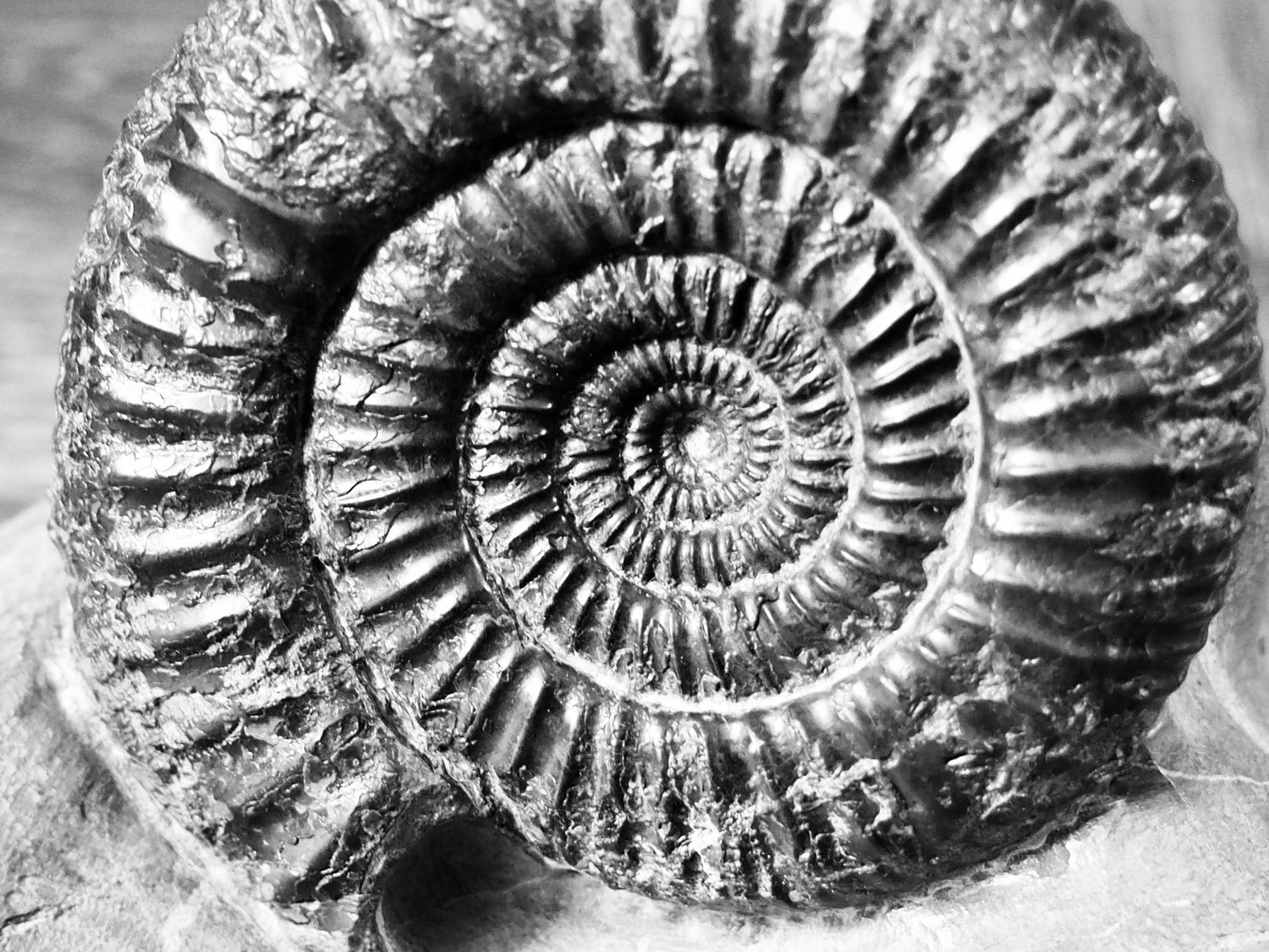 Catacoeloceras Ammonite Fossils – Whitby Yorkshire Coast Jurassic Ammonites