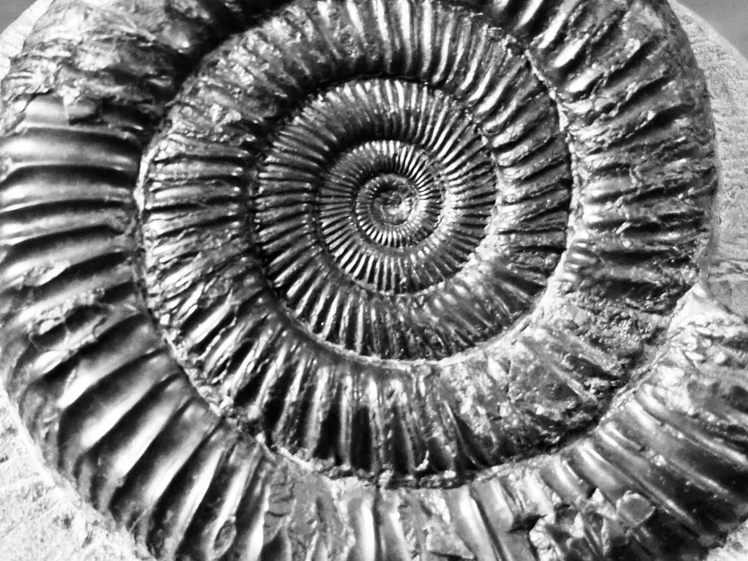 Dactylioceras Ammonite Fossils – Whitby Yorkshire Coast Jurassic Ammonites