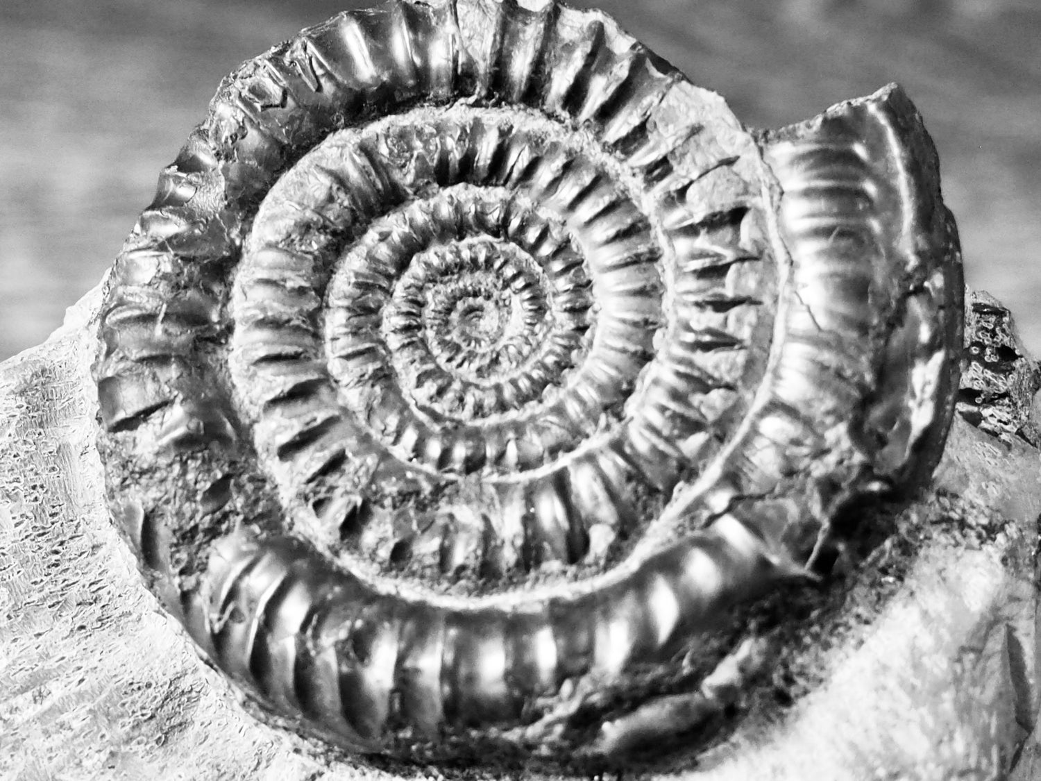 Paltechioceras Ammonite Fossils – Yorkshire Coast Jurassic Ammonites